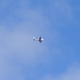 Illustration for article titled Planespotting and worst photos ever of: Lockheed Electra!